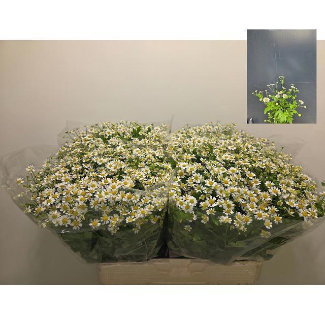 <h4>TANA PA SINGLE VEGMO</h4>