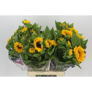Helianthus Vincent's Choice