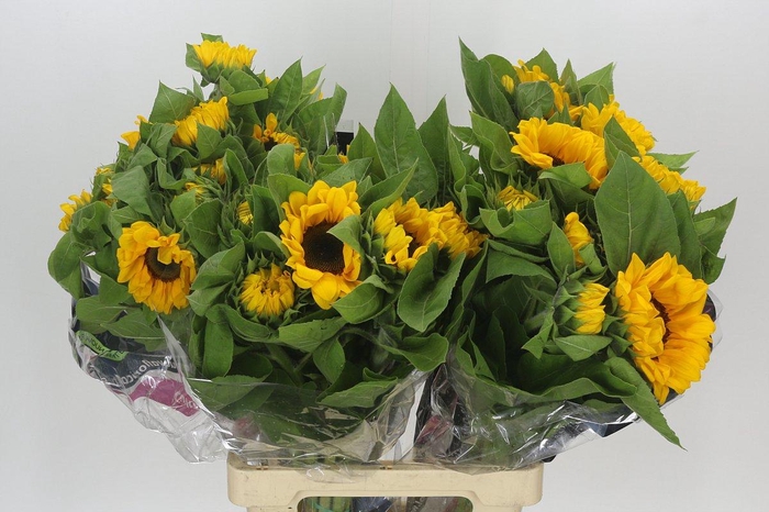 <h4>Helianthus Vincent's Choice</h4>