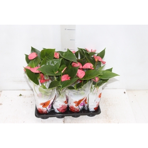 ANTHURIUM ROSA P06
