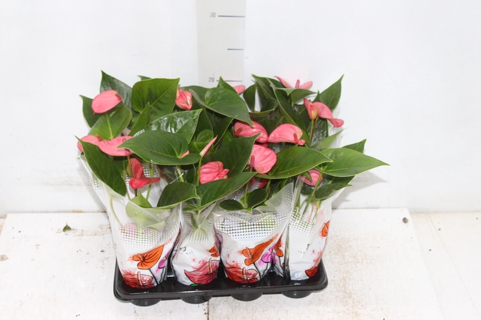 ANTHURIUM ROSA P06