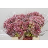 Blushing Bride Pink 2/5 Flowers