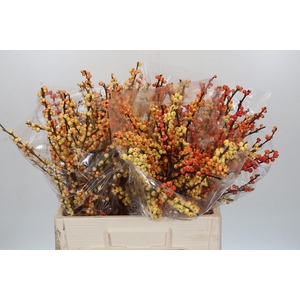 Ilex Cresgold