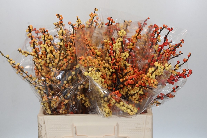 Ilex Cresgold
