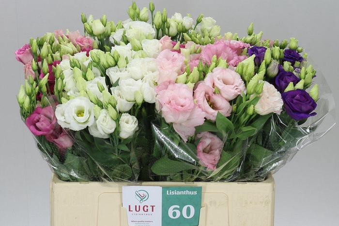 <h4>Eust Du Mixed In Fust</h4>