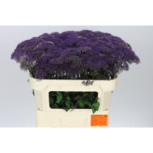 Trach Corine Purple