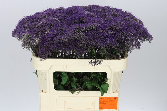 <h4>Trach Corine Purple</h4>