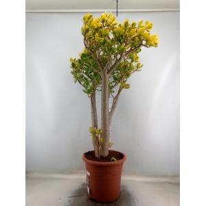 Crassula ovata 'Sunset'