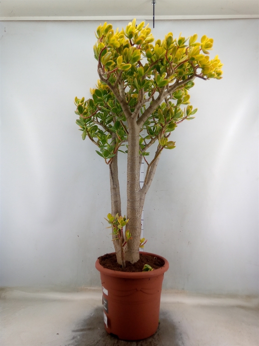 <h4>Crassula ovata 'Sunset'</h4>
