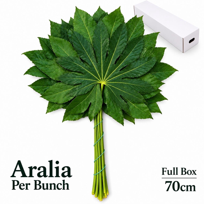<h4>FATSIA JAPONICA BS</h4>