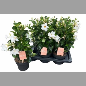 MANDE SUN WHITE