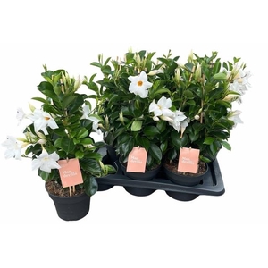 MANDE SUN WHITE