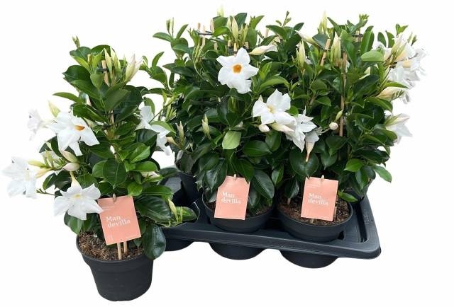 <h4>MANDE SUN WHITE</h4>