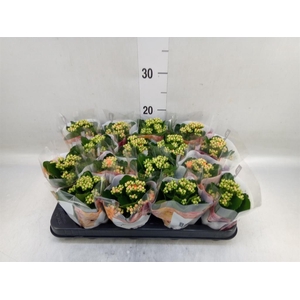 Kalanchoe blos. 'RosDon Pedro'