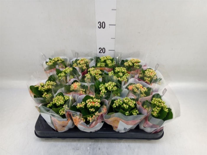 <h4>Kalanchoe blos. 'RosDon Pedro'</h4>