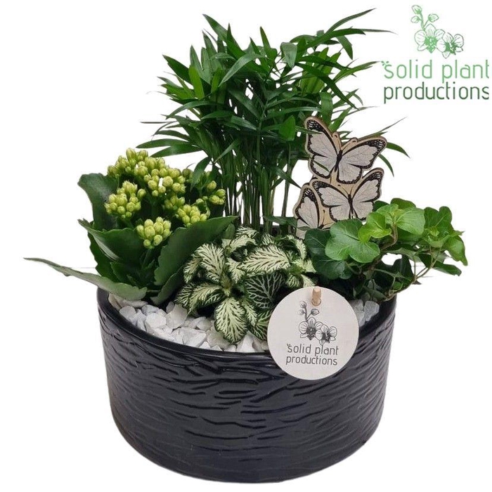 <h4>CH003 Loes Black</h4>