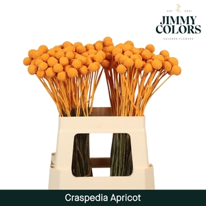 Craspedia L60 Apricot