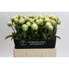 Paeonia Moon over Barrington