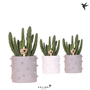 Kolibri Greens Stapelia Leendertziae in Spike pot mix