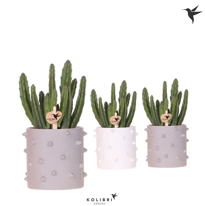 <h4>Kolibri Greens Stapelia Leendertziae in Spike pot mix</h4>