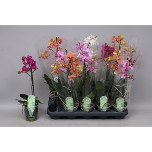 PHAL MF GEM 4 KL