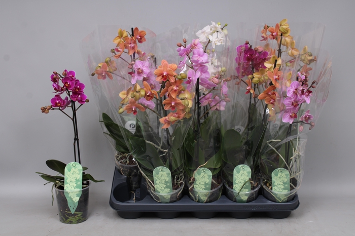 <h4>PHAL MF GEM 4 KL</h4>