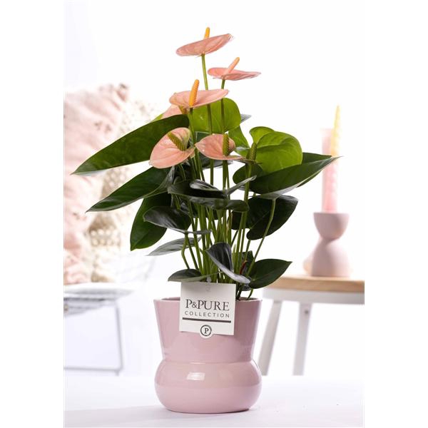 <h4>Anthurium pink (Spirit) in P&PURE Plant Vase Maxima pink</h4>