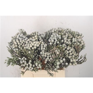 Kaaps Silver Brunia