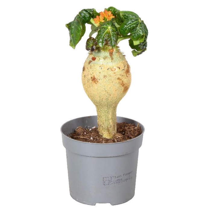 <h4>Jatropha podagrica (Flessenplant) oranje APodO13 - beperkt</h4>