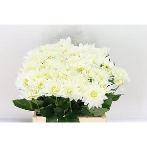 DAHLIA KARMA M. ZWAAN