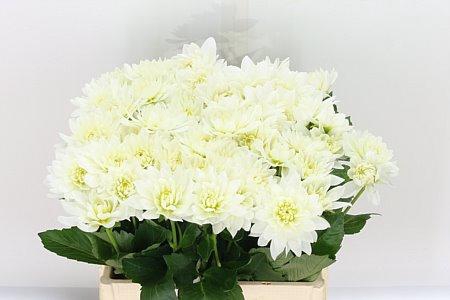 <h4>DAHLIA KARMA M. ZWAAN</h4>