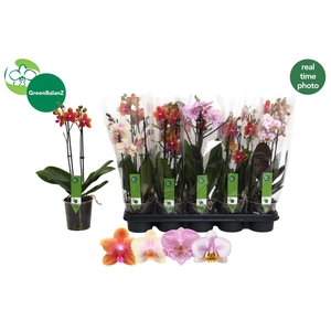 PHAL GEM