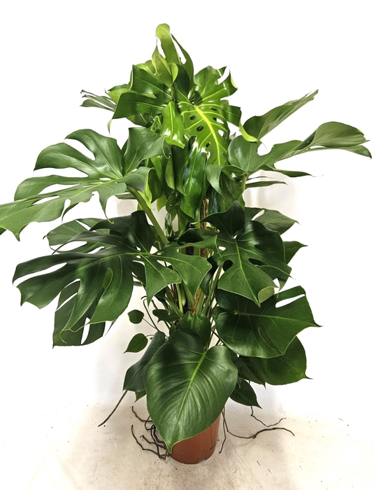 <h4>Monstera deliciosa</h4>