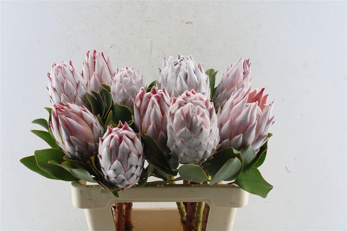 Protea Cynaroides