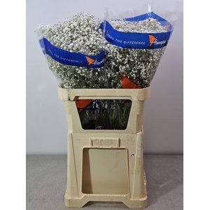 GYPS PA WHITE ELEGANCE