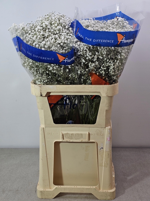 <h4>GYPS PA WHITE ELEGANCE</h4>