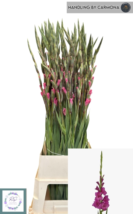 <h4>GLAD GR THALIA</h4>