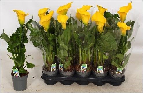 <h4>ZANT SUNCLUB</h4>