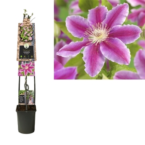 Clematis 'Dr. Ruppel' 3.0 label C5