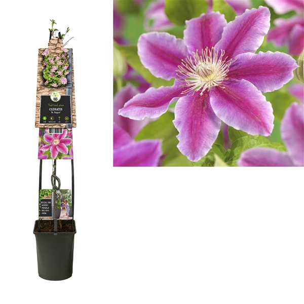 <h4>Clematis 'Dr. Ruppel' 3.0 label C5</h4>