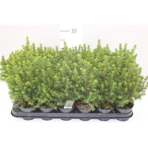 Picea Gl Perfecta