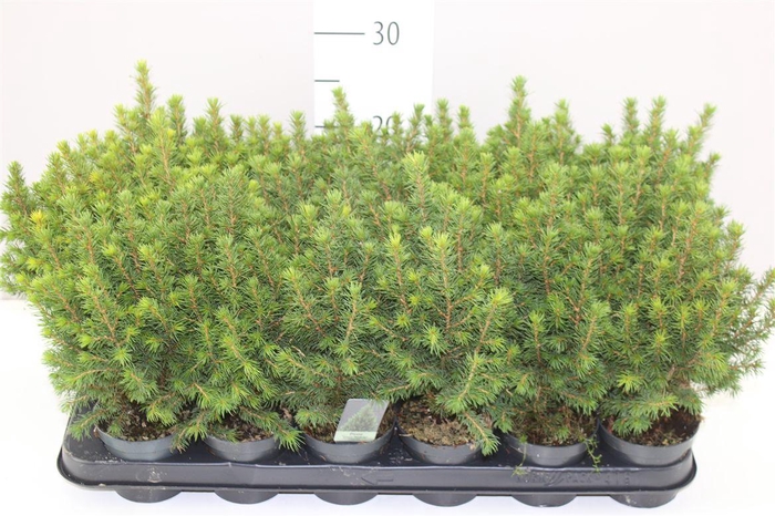 <h4>Picea Gl Perfecta</h4>