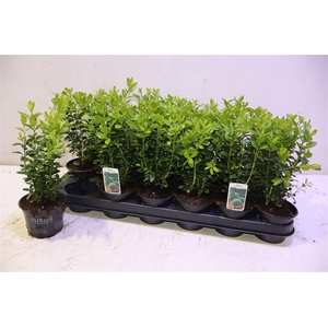 Buxu Sempervirens