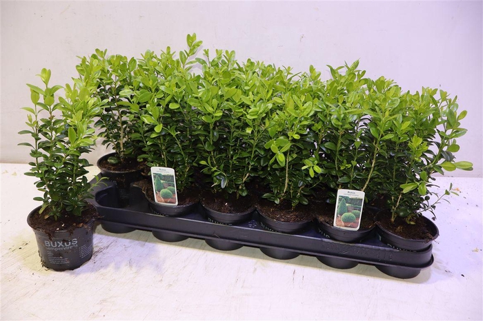 <h4>Buxu Sempervirens</h4>