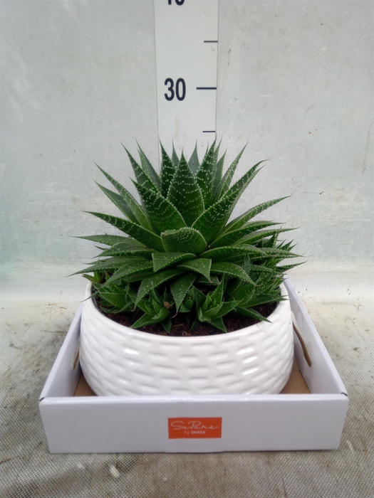 <h4>Aloe aristata 'Gladiator Rock'</h4>