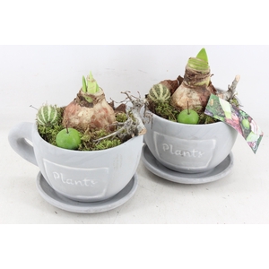 arr4 Amaryllis MB - Kop & schotel white x6