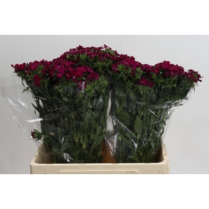 Dianthus Br Amazon Neon Cherry