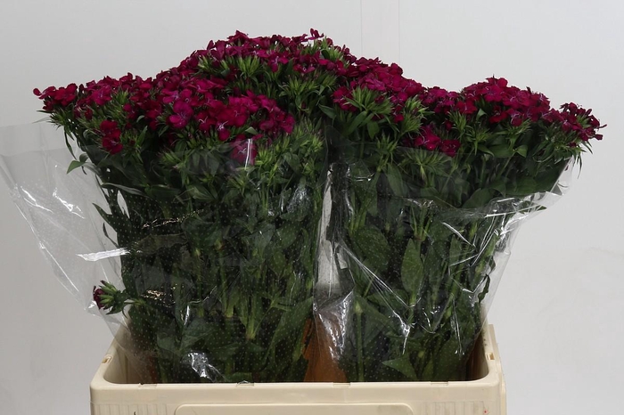 <h4>Dianthus Br Amazon Neon Cherry</h4>