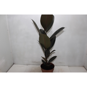 FICUS ELASTICA BURGUNDY P17