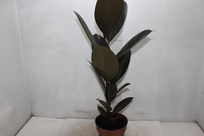 FICUS ELASTICA BURGUNDY P17